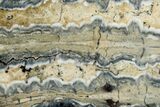 Mammoth Molar Slice With Case - South Carolina #335165-2